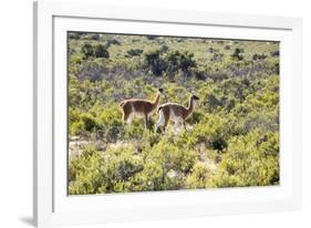 Guanacos, Argentina-Peter Groenendijk-Framed Photographic Print