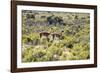 Guanacos, Argentina-Peter Groenendijk-Framed Photographic Print