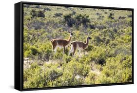 Guanacos, Argentina-Peter Groenendijk-Framed Stretched Canvas