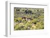 Guanacos, Argentina-Peter Groenendijk-Framed Photographic Print