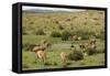 Guanacos, Torres Del Paine National Park, Patagonia, Chile, South America-Tony-Framed Stretched Canvas