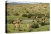 Guanacos, Torres Del Paine National Park, Patagonia, Chile, South America-Tony-Stretched Canvas