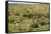 Guanacos, Torres Del Paine National Park, Patagonia, Chile, South America-Tony-Framed Stretched Canvas