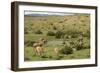 Guanacos, Torres Del Paine National Park, Patagonia, Chile, South America-Tony-Framed Photographic Print