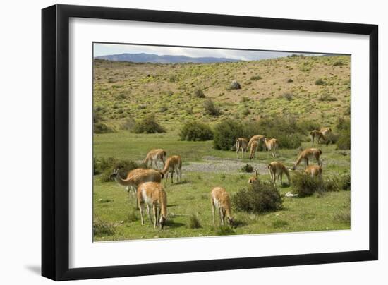 Guanacos, Torres Del Paine National Park, Patagonia, Chile, South America-Tony-Framed Photographic Print