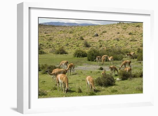 Guanacos, Torres Del Paine National Park, Patagonia, Chile, South America-Tony-Framed Photographic Print