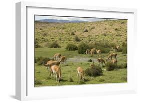 Guanacos, Torres Del Paine National Park, Patagonia, Chile, South America-Tony-Framed Photographic Print