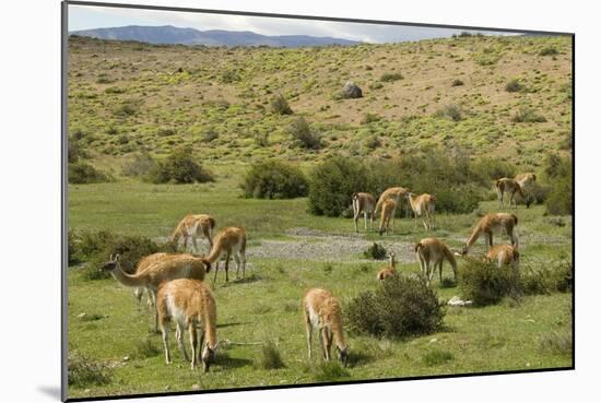 Guanacos, Torres Del Paine National Park, Patagonia, Chile, South America-Tony-Mounted Photographic Print