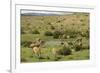 Guanacos, Torres Del Paine National Park, Patagonia, Chile, South America-Tony-Framed Photographic Print