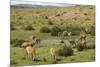 Guanacos, Torres Del Paine National Park, Patagonia, Chile, South America-Tony-Mounted Photographic Print