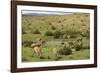 Guanacos, Torres Del Paine National Park, Patagonia, Chile, South America-Tony-Framed Photographic Print