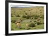 Guanacos, Torres Del Paine National Park, Patagonia, Chile, South America-Tony-Framed Photographic Print