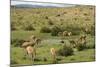 Guanacos, Torres Del Paine National Park, Patagonia, Chile, South America-Tony-Mounted Photographic Print