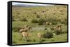 Guanacos, Torres Del Paine National Park, Patagonia, Chile, South America-Tony-Framed Stretched Canvas