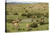 Guanacos, Torres Del Paine National Park, Patagonia, Chile, South America-Tony-Stretched Canvas