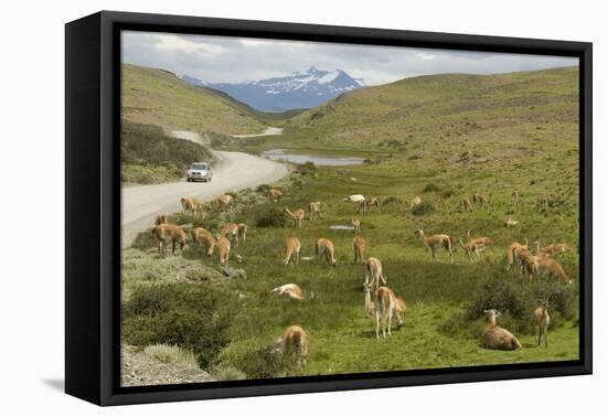 Guanacos, Torres Del Paine National Park, Patagonia, Chile, South America-Tony-Framed Stretched Canvas