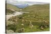 Guanacos, Torres Del Paine National Park, Patagonia, Chile, South America-Tony-Stretched Canvas