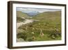 Guanacos, Torres Del Paine National Park, Patagonia, Chile, South America-Tony-Framed Photographic Print