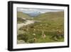 Guanacos, Torres Del Paine National Park, Patagonia, Chile, South America-Tony-Framed Photographic Print