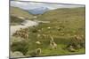 Guanacos, Torres Del Paine National Park, Patagonia, Chile, South America-Tony-Mounted Photographic Print