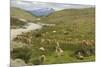 Guanacos, Torres Del Paine National Park, Patagonia, Chile, South America-Tony-Mounted Photographic Print