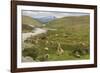 Guanacos, Torres Del Paine National Park, Patagonia, Chile, South America-Tony-Framed Photographic Print