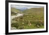 Guanacos, Torres Del Paine National Park, Patagonia, Chile, South America-Tony-Framed Photographic Print