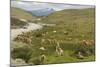 Guanacos, Torres Del Paine National Park, Patagonia, Chile, South America-Tony-Mounted Photographic Print