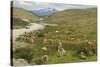 Guanacos, Torres Del Paine National Park, Patagonia, Chile, South America-Tony-Stretched Canvas