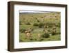 Guanacos, Torres Del Paine National Park, Patagonia, Chile, South America-Tony-Framed Photographic Print