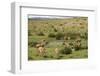 Guanacos, Torres Del Paine National Park, Patagonia, Chile, South America-Tony-Framed Photographic Print