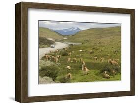 Guanacos, Torres Del Paine National Park, Patagonia, Chile, South America-Tony-Framed Photographic Print