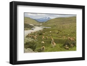 Guanacos, Torres Del Paine National Park, Patagonia, Chile, South America-Tony-Framed Photographic Print