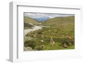 Guanacos, Torres Del Paine National Park, Patagonia, Chile, South America-Tony-Framed Photographic Print