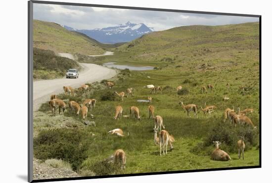 Guanacos, Torres Del Paine National Park, Patagonia, Chile, South America-Tony-Mounted Photographic Print