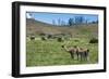 Guanakos (Lama Guanicoe), Torres Del Paine National Park, Patagonia, Chile, South America-Michael Runkel-Framed Photographic Print