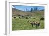 Guanakos (Lama Guanicoe), Torres Del Paine National Park, Patagonia, Chile, South America-Michael Runkel-Framed Photographic Print