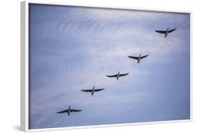 Guanay Cormorant or Shag (Phalacrocorax or Leucocarbo Bougainvillii) Birds Flying, Paracas, Peru-Matthew Williams-Ellis-Framed Photographic Print