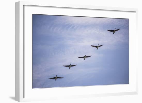 Guanay Cormorant or Shag (Phalacrocorax or Leucocarbo Bougainvillii) Birds Flying, Paracas, Peru-Matthew Williams-Ellis-Framed Photographic Print