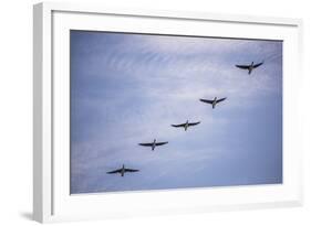 Guanay Cormorant or Shag (Phalacrocorax or Leucocarbo Bougainvillii) Birds Flying, Paracas, Peru-Matthew Williams-Ellis-Framed Photographic Print