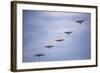 Guanay Cormorant or Shag (Phalacrocorax or Leucocarbo Bougainvillii) Birds Flying, Paracas, Peru-Matthew Williams-Ellis-Framed Photographic Print