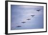 Guanay Cormorant or Shag (Phalacrocorax or Leucocarbo Bougainvillii) Birds Flying, Paracas, Peru-Matthew Williams-Ellis-Framed Photographic Print