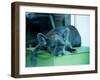 Guard Dog-Sharon Wish-Framed Photographic Print