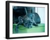 Guard Dog-Sharon Wish-Framed Photographic Print