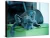 Guard Dog-Sharon Wish-Stretched Canvas