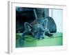 Guard Dog-Sharon Wish-Framed Photographic Print