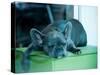 Guard Dog-Sharon Wish-Stretched Canvas