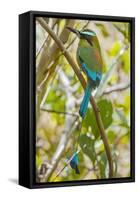 Guardabarranco (Turquoise-Browed Motmot)-Rob Francis-Framed Stretched Canvas