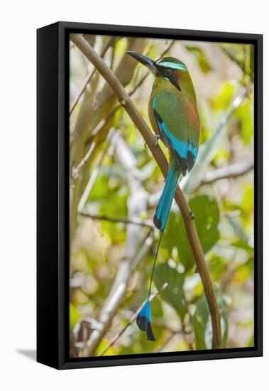 Guardabarranco (Turquoise-Browed Motmot)-Rob Francis-Framed Stretched Canvas