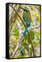 Guardabarranco (Turquoise-Browed Motmot)-Rob Francis-Framed Stretched Canvas